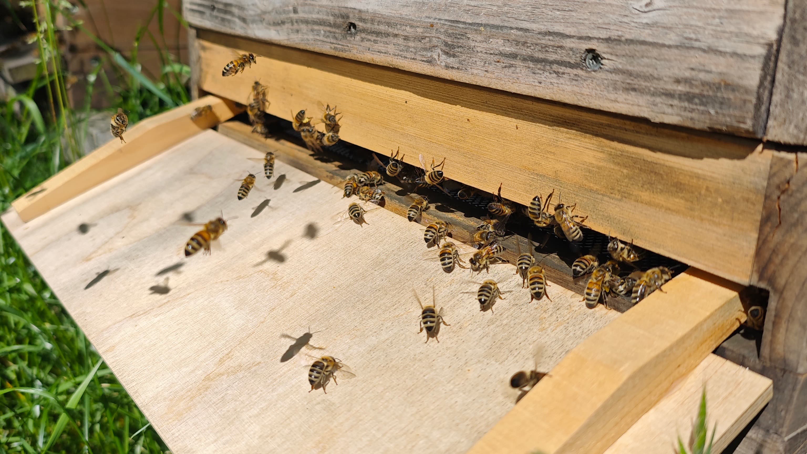 Bienen 1